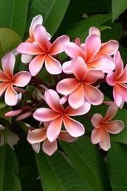 &quot;Flower Delivery in Elkton Md